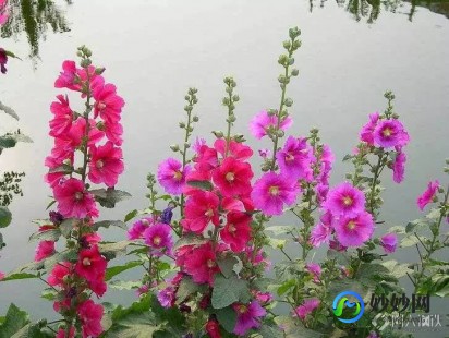 蜀葵根,黄蜀葵根功效是什么