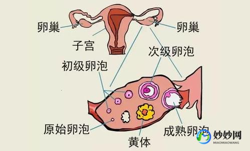 黄体囊肿是怎么回事,黄体囊肿是什么