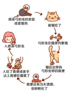 阳了以后几天就不传染了,阳性几天没有传染性