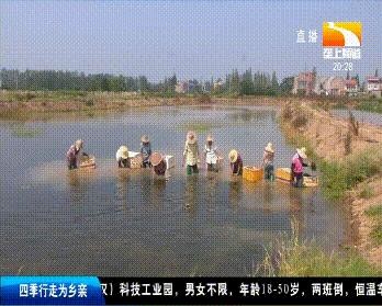 养鱼大亨,养鱼大亨中文版2手游攻略,打造你的水下世界