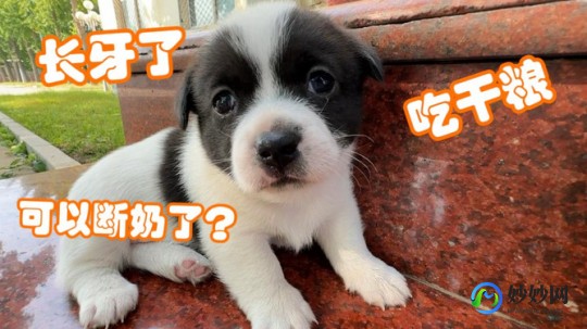 成犬吃幼儿奶粉会怎么样成犬喝幼犬奶粉会怎样
