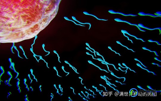 无精症试管会成功吗-无精症试管成功率高吗
