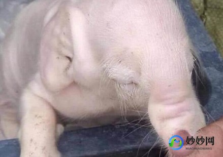 母猪奶粉诱鱼效果怎么样母猪奶粉钓鱼效果怎么样