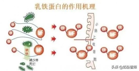 含益生菌奶粉有哪些一段 含有益生菌的一段奶粉有哪些