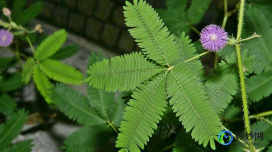 含羞草实验研究所入口,含羞草实验室隐藏入口,含羞草实验室