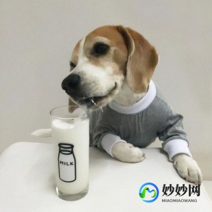 洋葱网的奶粉怎么样-洋葱网的奶粉是正品吗
