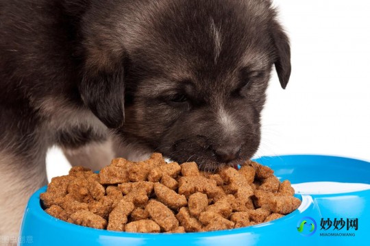 3个月幼犬奶粉怎么样吃;幼犬0-3个月吃什么奶粉