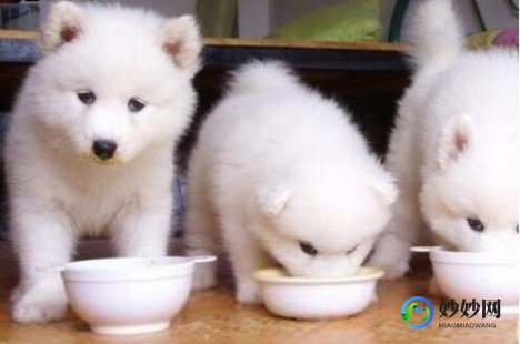 3个月幼犬奶粉怎么样吃;幼犬0-3个月吃什么奶粉