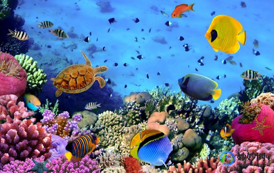 梦幻水族馆,梦幻水族馆屏保,梦幻水族馆屏保游戏攻略,打造绚丽海底世界