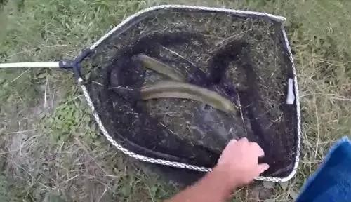 电鳗哪里钓,七日世界电鳗钓法大揭秘,轻松掌握钓鱼技巧!
