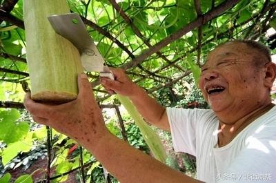 砍瓜每次受伤,砍瓜神奇自愈能力揭秘,受伤时分泌的神秘液体