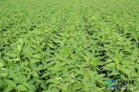 老狼二区忘忧草大豆行情,仙踪林大豆行情网老狼,仙踪林探秘