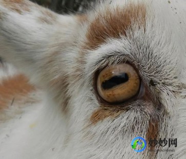 那种动物的瞳孔是长方形的,揭秘奇特瞳孔之谜,何种动物拥有长方形瞳孔？