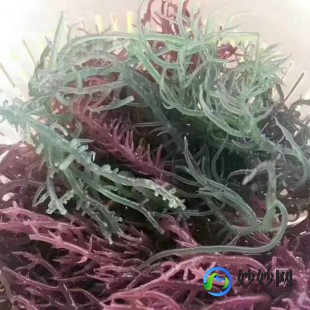 麒麟菜种在海里还是土里,麒麟菜种在海里还是土里,深海奥秘,麒麟菜种植全攻略