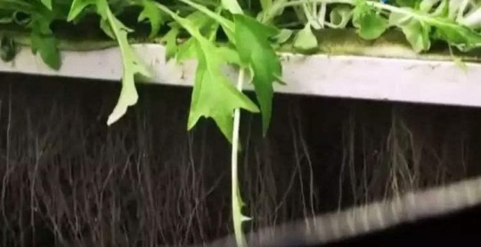 农场种什么经验最多,qq农场种什么赚钱快,QQ农场赚钱秘籍,揭秘种植何种作物收益