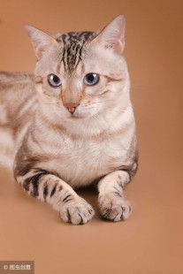 车猫证书猜成语,手游疯狂成语猜猜乐攻略,车猫证书关卡详解