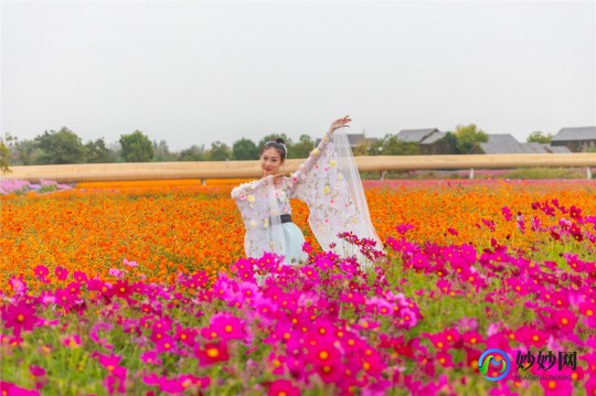 花仙子小游戏,花仙子小游戏攻略与资讯