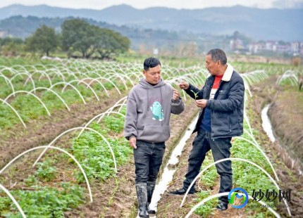 qq农场种什么最赚钱,qq农场种什么赚钱快,QQ农场赚钱秘籍,揭秘种植何种作物收益